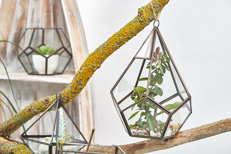 Geometric Glass Terrarium – Large Pentagon