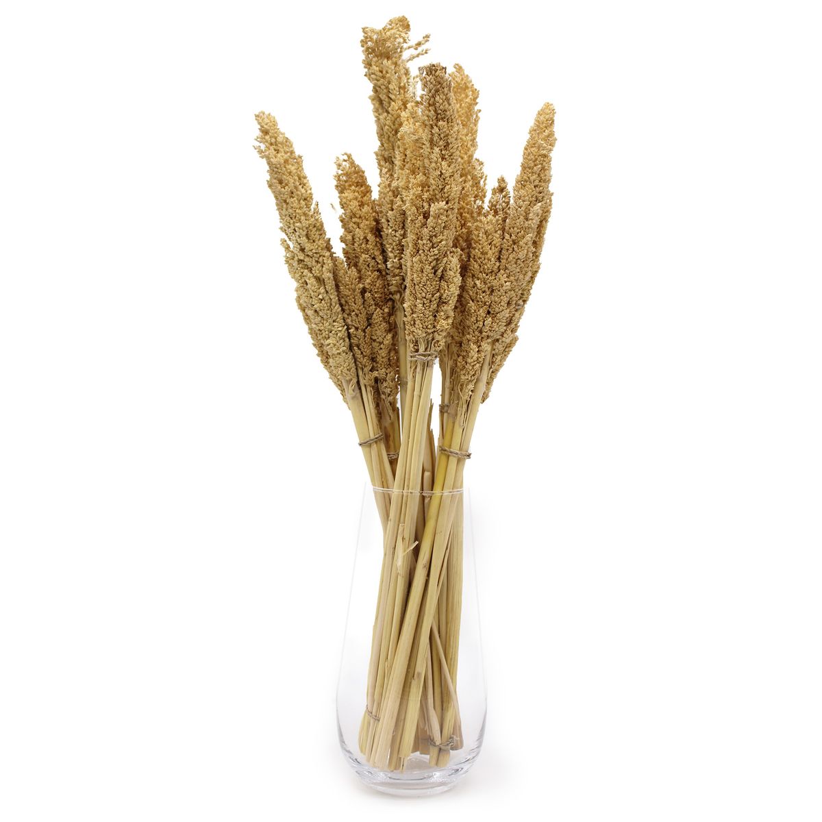 Dried Cantal Grass Bunch – Natural