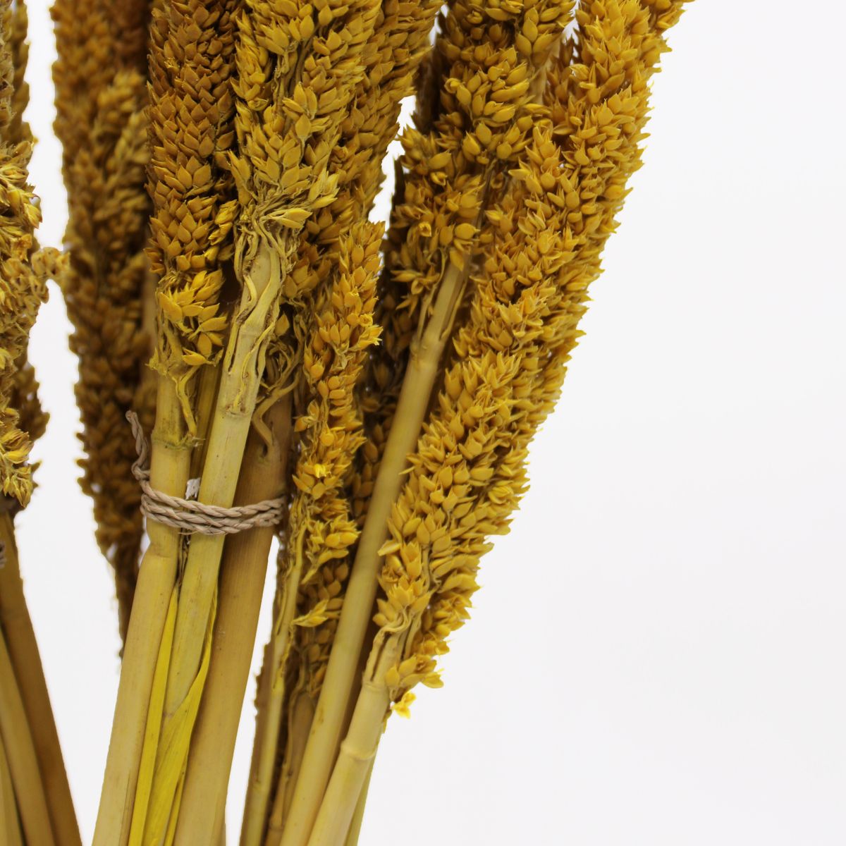 Dried Cantal Grass Bunch – Amber