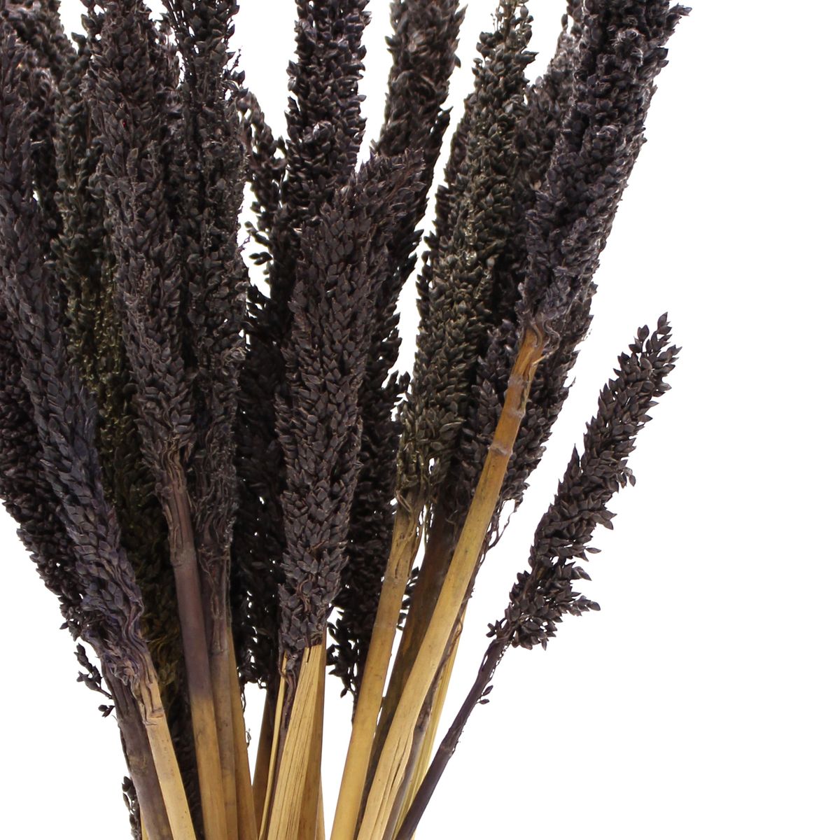 Dried Cantal Grass Bunch – Black