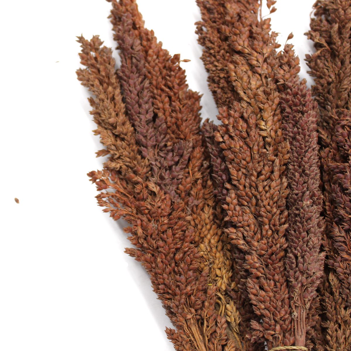 Dried Cantal Grass Bunch – Chocolate