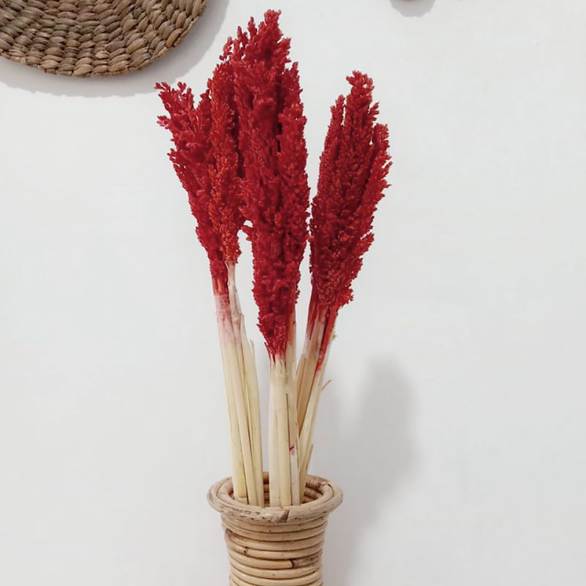 Dried Cantal Grass Bunch – Fire