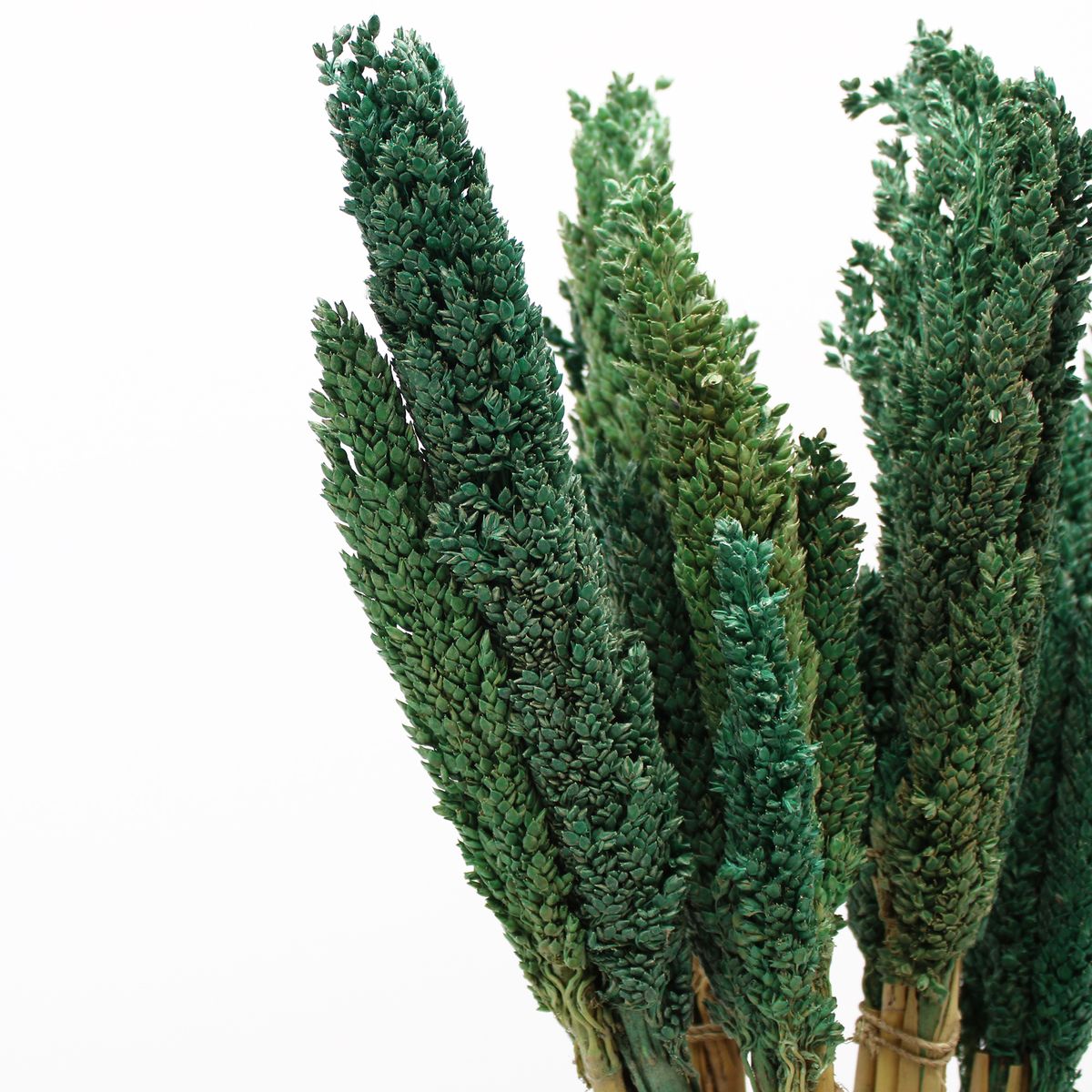 Dried Cantal Grass Bunch – Teal