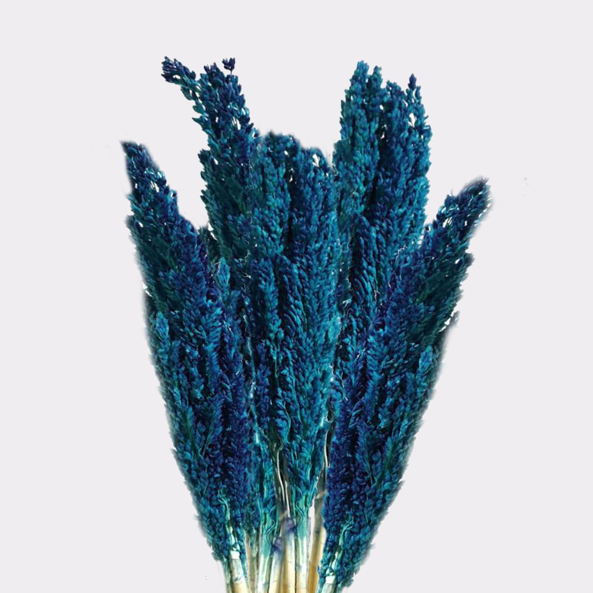 Dried Cantal Grass Bunch – Blue