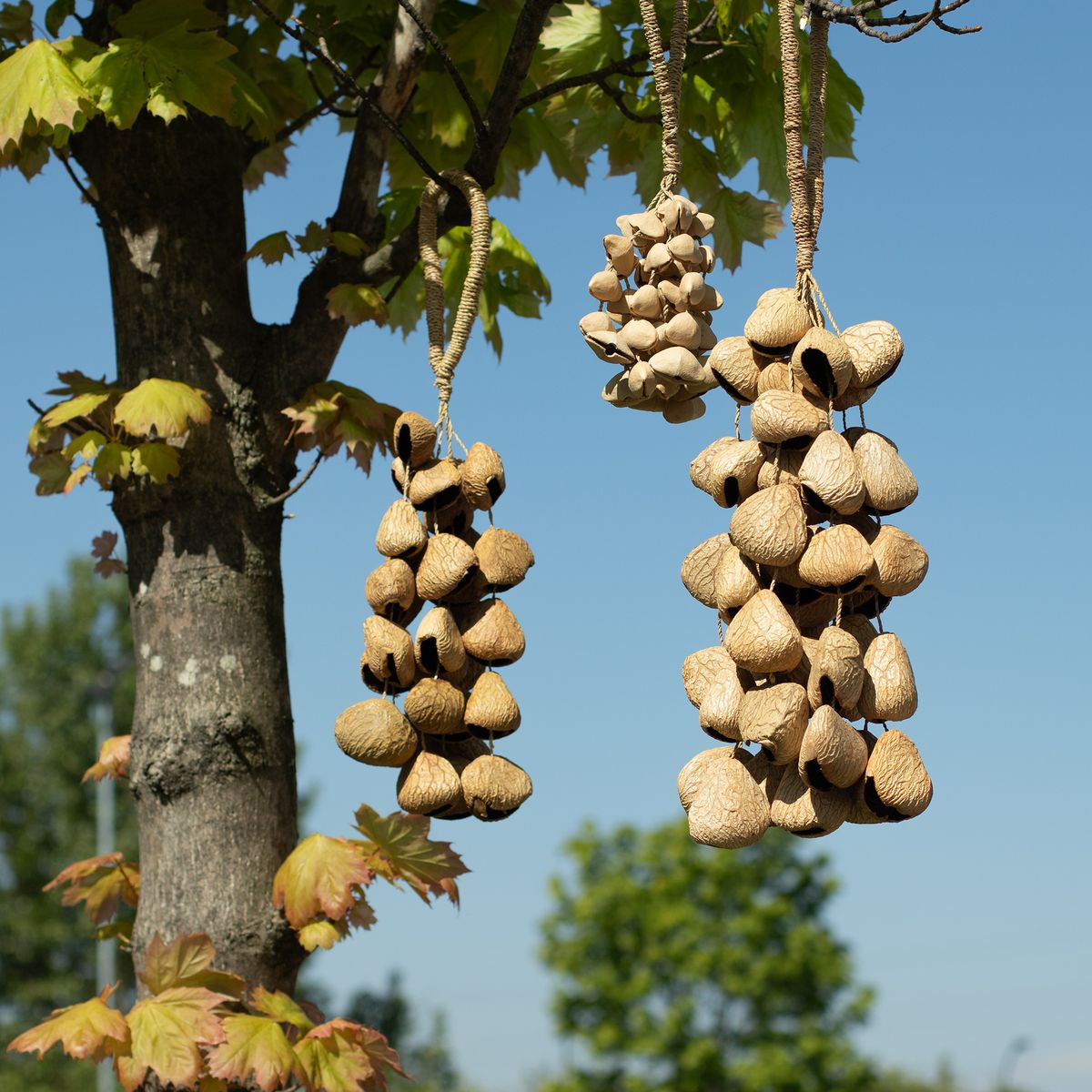 Pangi Seed Shell Nut Shaker – Large, 50 Shells